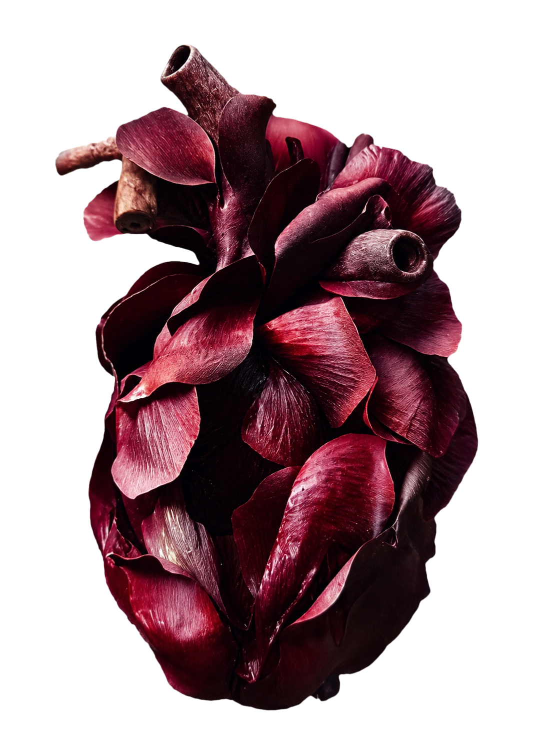 An anatomical heart formed from deep burgundy flower petals
